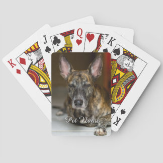 Baralho Foto personalizada de gato cachorro 