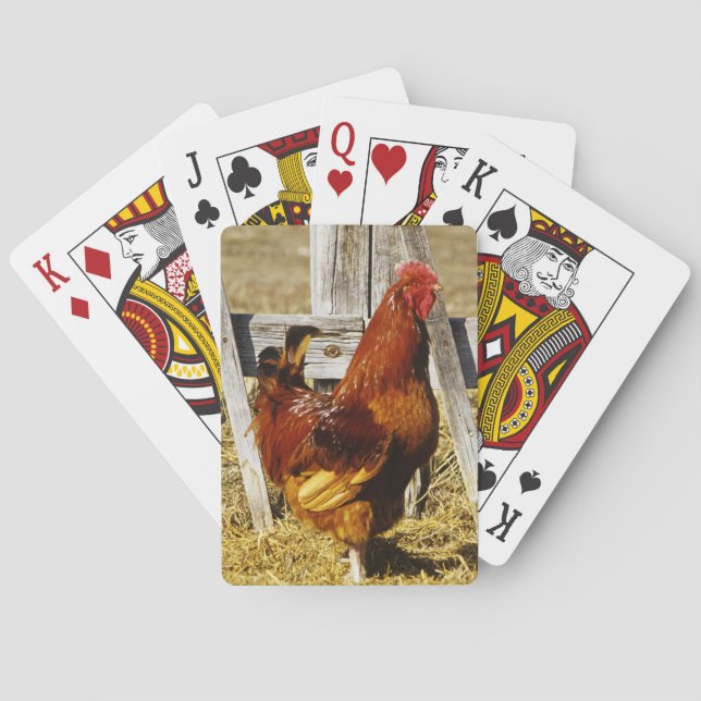 Baralho Galo Vermelho de Rhode Island (Verso)
