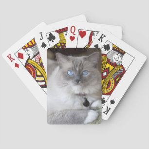 Baralho Gata Ragdoll Fêmea