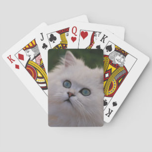 Baralho Gatinho branco bonito curioso
