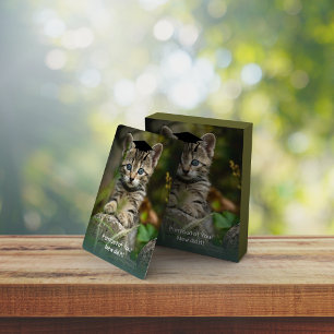 Baralho Gatinho de Graduação Bonito