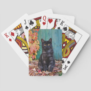 Baralho Gatinho Gato Negro Bonito com Porta Azul Vermelha.