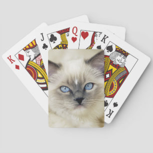 Baralho Gatinho Ragdoll