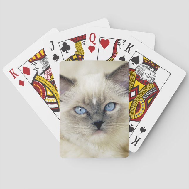 Baralho Gatinho Ragdoll (Verso)