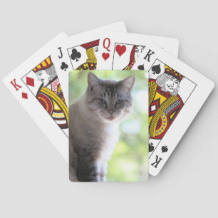 Baralho Gato