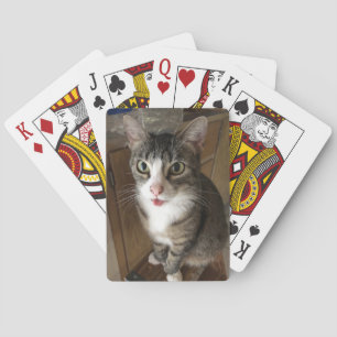 Baralho Gato