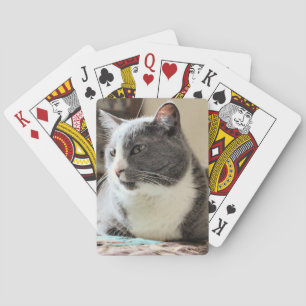 Baralho Gato