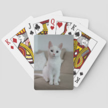 Gato branco | Zazzle_Growth.