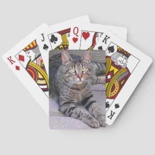 Baralho Gato de gato malhado de Brown fora