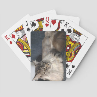 Baralho Gato de Maine Coon