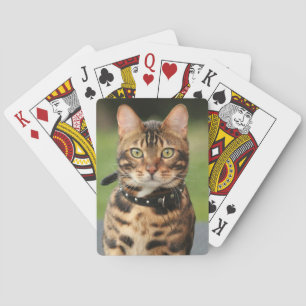 Baralho Gato de Tigre de Bengala