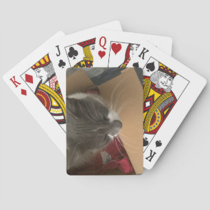 Baralho Gato na caixa