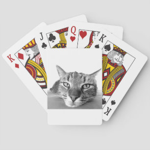 Baralho Gato Sonolento