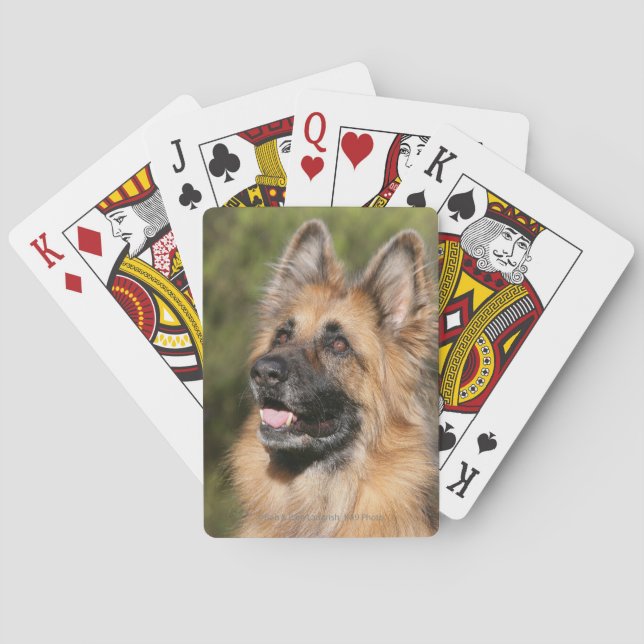 Baralho German shepherd de cabelos compridos 1 (Verso)