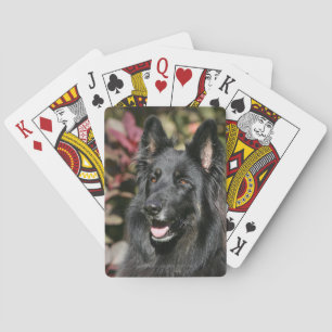 Baralho German shepherd de cabelos compridos preto