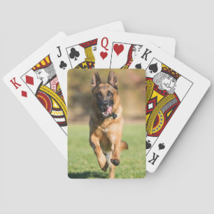 Baralho German shepherd em execução