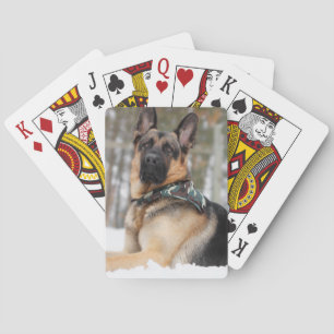 Baralho German shepherd Na Neve