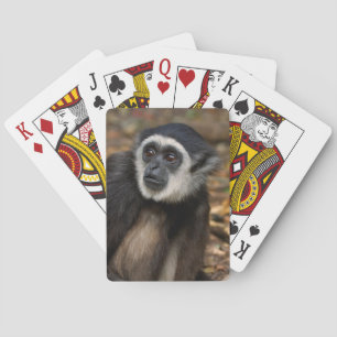Baralho Gibão de mãos brancas (Hylobates Lar), Monkeyland