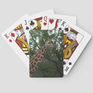 Baralho Girafa Passando Por Parklands,