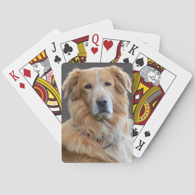 Baralho Golden Retriever Cachorro Isolado (Verso)