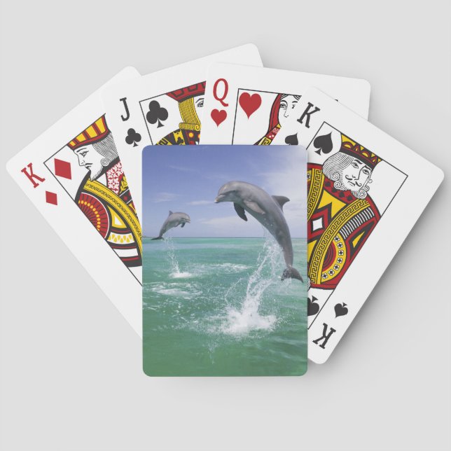 Baralho Golfinho-nariz-de-garrafa Tursiops truncatus (Verso)