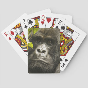 Baralho Gorila-da-montanha, Gorilla beringei beringei,