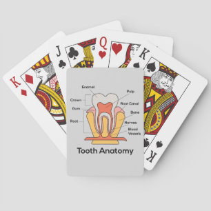 Baralho Gráfico de Anatomia dos Dentes