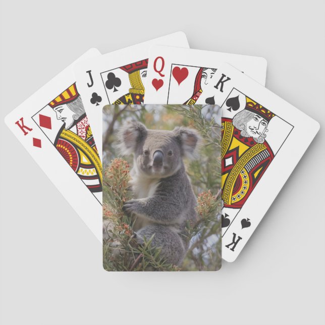 Baralho Grevillea Koala Bear (Verso)