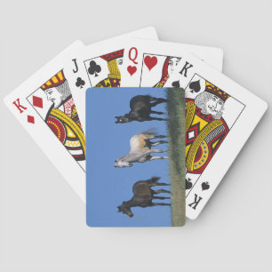 Baralho Grupo de Árabes