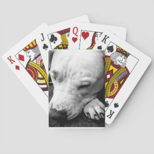 Baralho harry potter scar dog white pit bull
