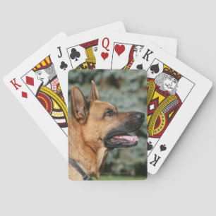 Baralho Headshot 1 do german shepherd