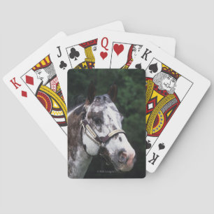 Baralho Headshot 2 do cavalo do Appaloosa