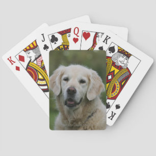 Baralho Headshot 2 do golden retriever