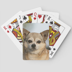 Baralho Headshot da chihuahua