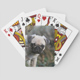 Baralho Headshot do filhote de cachorro do Pug da jovem