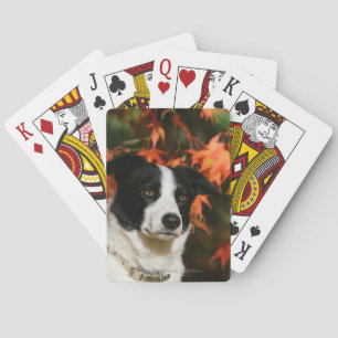 Baralho Headshot do outono de border collie