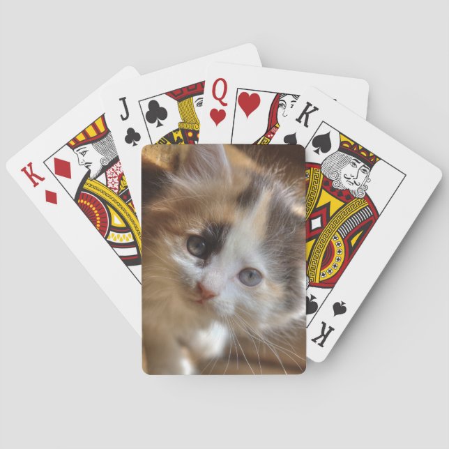 Baralho Heterochromia Calico Kitten (Verso)
