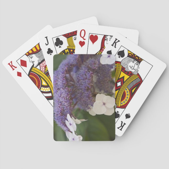 Baralho Hydrangea bloom, Dr. Sun Yat-Sen Jardim Chinês (Verso)