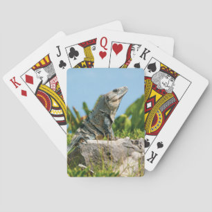 Baralho Iguana