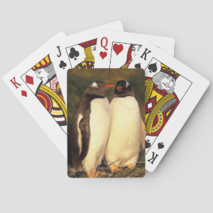 Baralho Ilhas Falkland. Pinguins Gentoo. (Pyroscelis