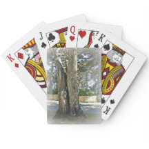 Imagem cénico de duas árvores crescidas junto