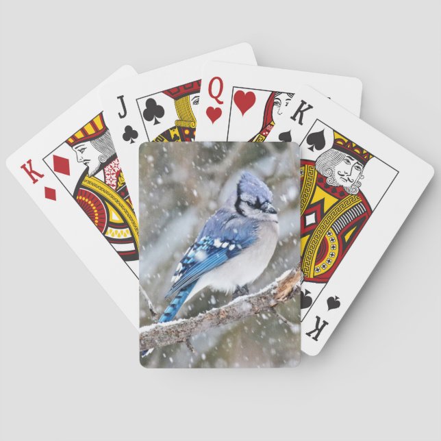 Baralho Jay azul em uma tempestade de neve (Verso)