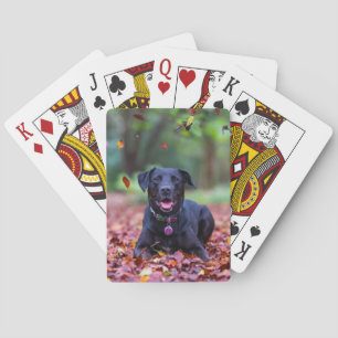 Baralho Labrador Negro Em Folhas De outono