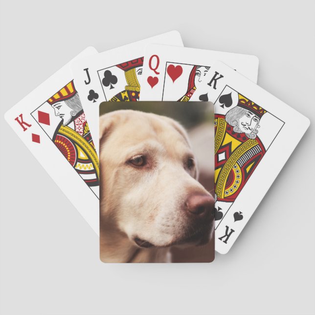 Baralho Labrador retriever (Verso)
