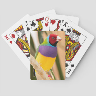 Baralho Lady Gouldian Finch