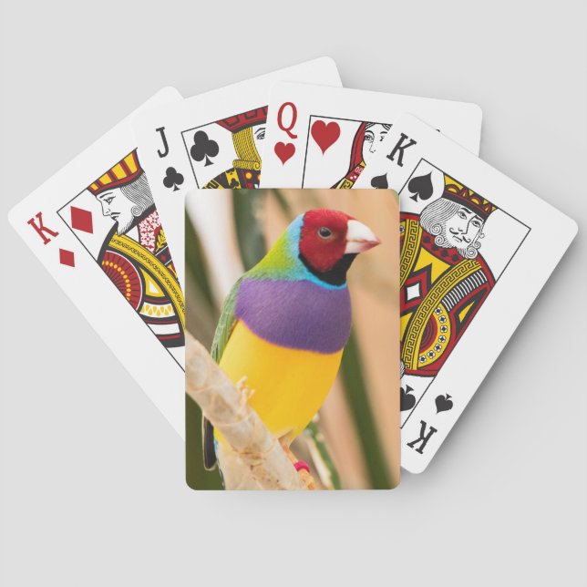 Baralho Lady Gouldian Finch (Verso)