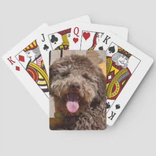 Baralho Lagotto Romagnolo que encontra-se em um banco de