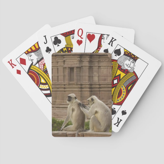 Baralho Langures de Hanuman ou Langur cinzento, comum ou d (Verso)