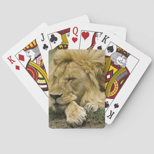Baralho Leão Africano, Panthera leo, deitado dormindo (Verso)