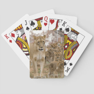 Baralho Leão Cubs africano com mãe